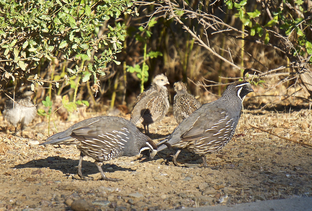 Birds of Brentwood California Quail The California quail (… Flickr
