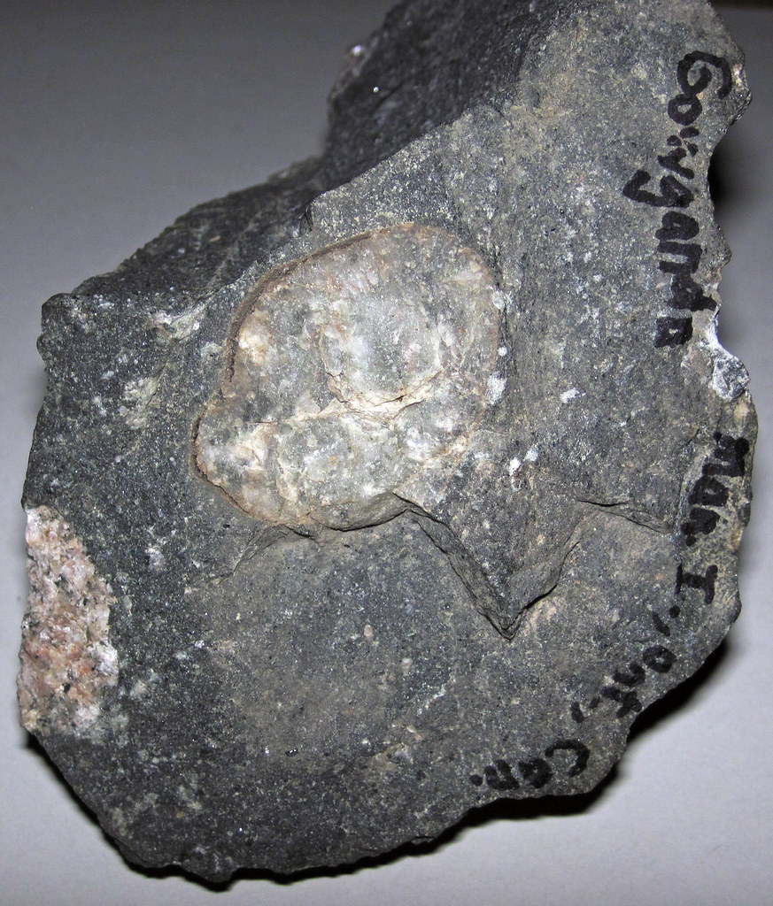 Metatillite (diamictite) (Gowganda Formation, Paleoprotero… Flickr
