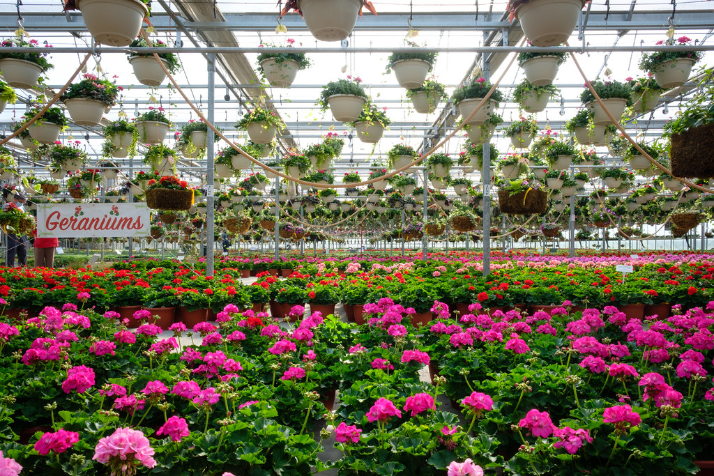 Sunrise Nursery The annual trek to Sunrise Nursery for flo… Flickr