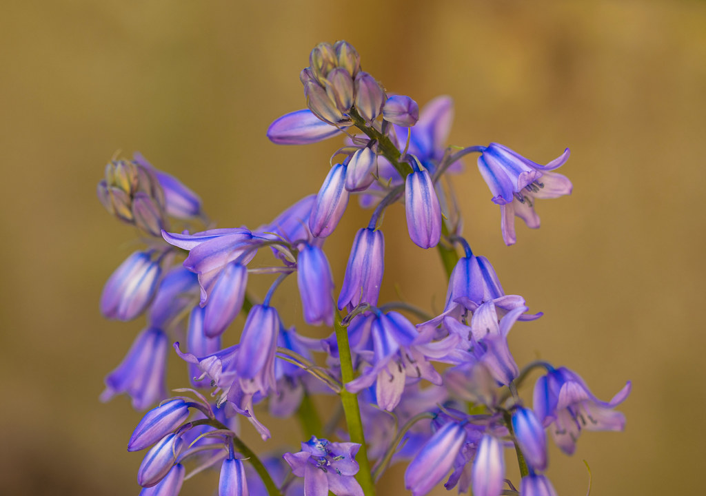 Flowers jean ost Flickr