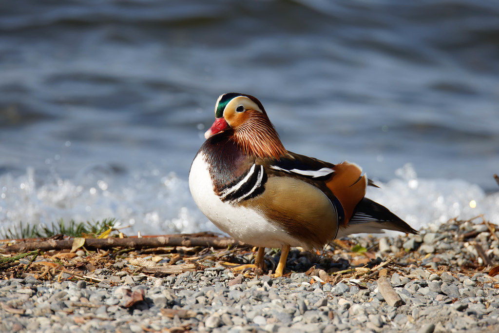 Mandarin Ducks in Seattle Flickr
