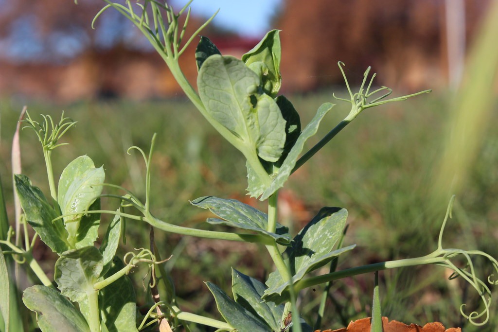 Wildcat Farm 2018 Flickr