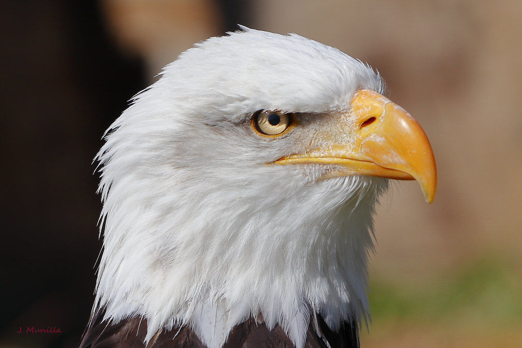 Top 100+ imagen aguila cabeza blanca en mexico Abzlocal.mx