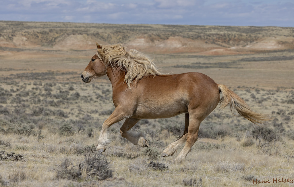 Blondie....Wild Horses....Cody WY. I was photographing two… Flickr