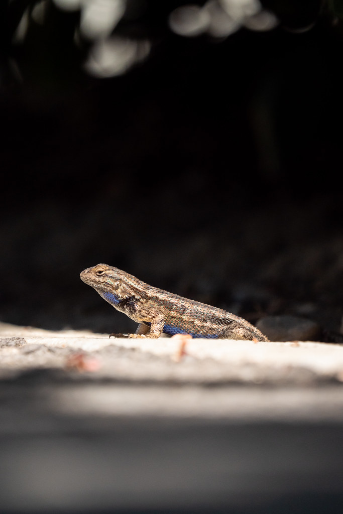 Sac State Spring 2021 Critters3 Sac State Student Flickr