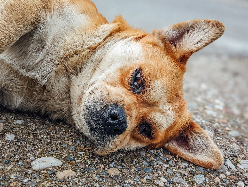 What Happens When a Dog Eats Leather Health Risks, Symptoms, and