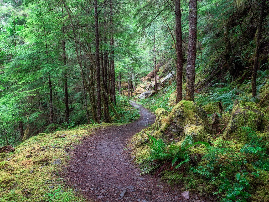 Steps Lower Big Quilcene trail, again. I've walked this tr… Flickr