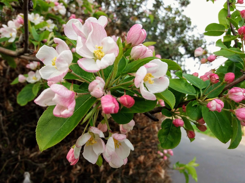 Apple tree blossoms Ilona Flickr