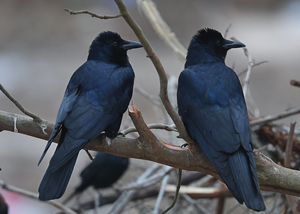 Tamaulipas Crow Brownsville Landfill, Cameron, TX Dan Murphy Flickr