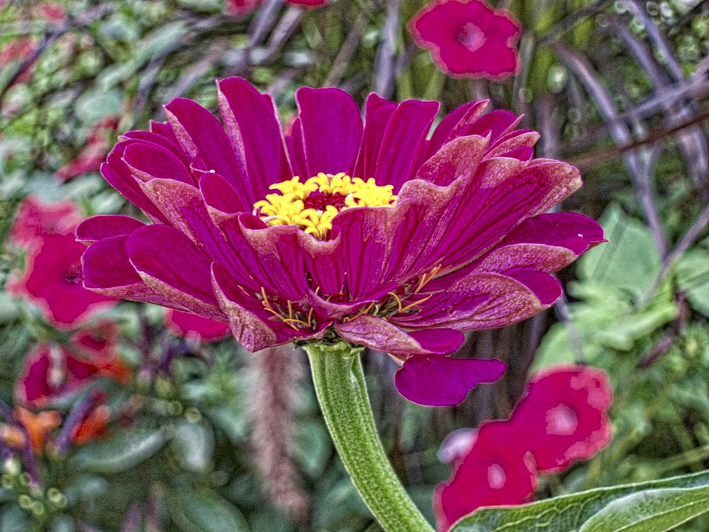 Stratford Ontario Canada Red Flower Botanical Garden a photo on