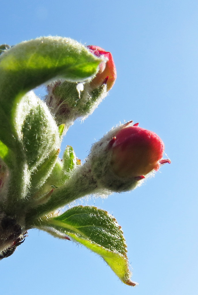Fuji Apple blossoms against blue sky 20210415082823 cw50 … Flickr
