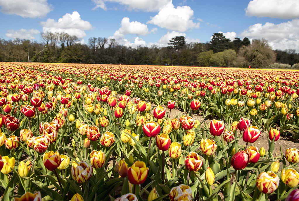 Tulip Field Tulip field, in Hillington, Norfolk. Hosted by… Flickr