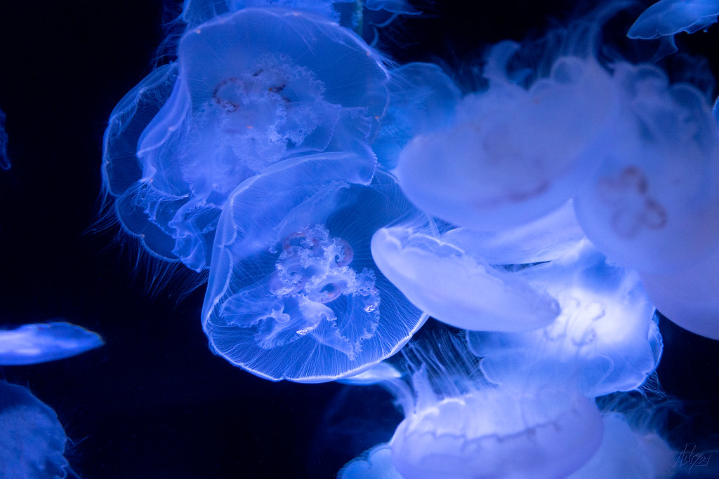 Moon Jellies Aquarium of the Pacific Long Beach, Californi… Flickr