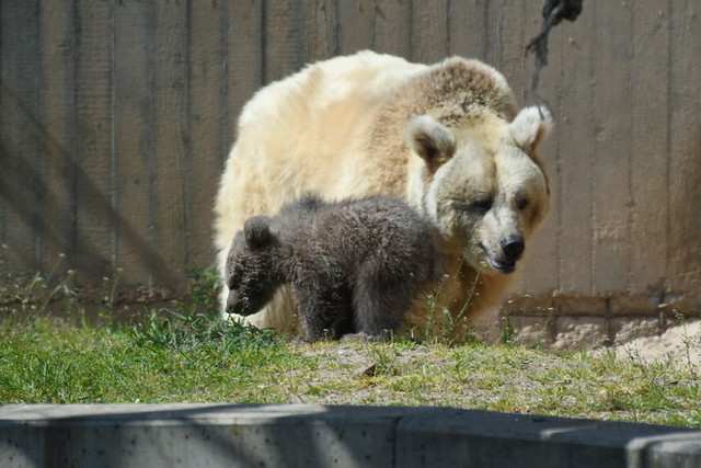 🐘 Zoo Heidelberg 1️⃣ 3.5.´21 Braunbärbaby Merle 🐻