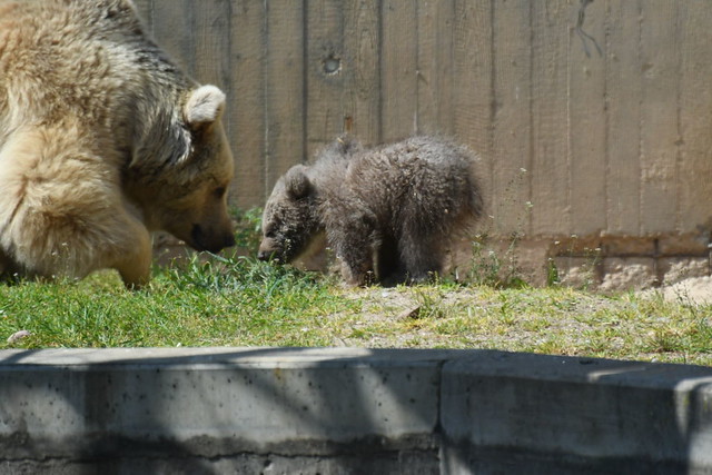 🐘 Zoo Heidelberg 1️⃣ 3.5.´21 Braunbärbaby Merle 🐻
