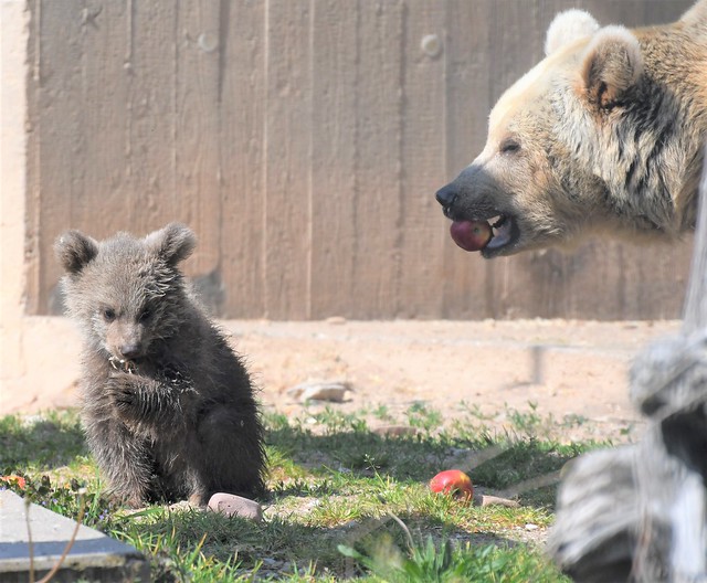 🐘 Zoo Heidelberg 1️⃣ 3.5.´21 Braunbärbaby Merle 🐻