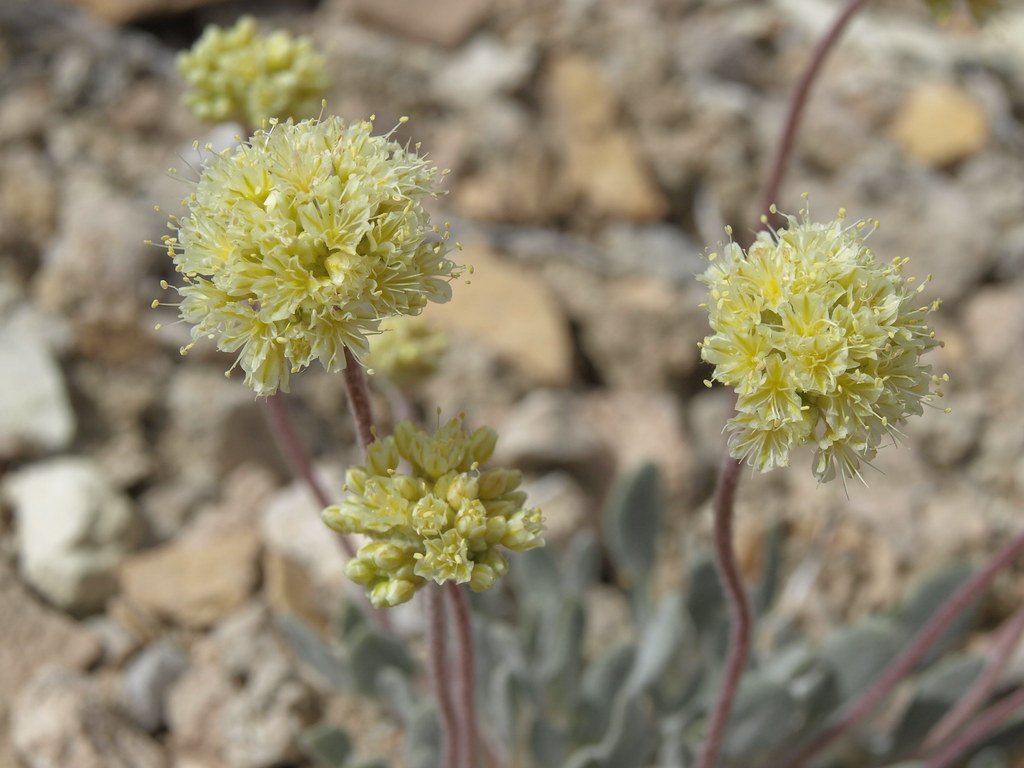 Tiehm buckwheat, Eriogonum tiehmii Tiehm buckwheat, Eriogo… Flickr