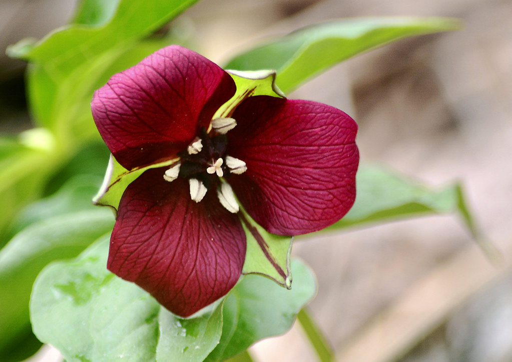Millions of trilliums Trillium erectum, also known as wake… Flickr