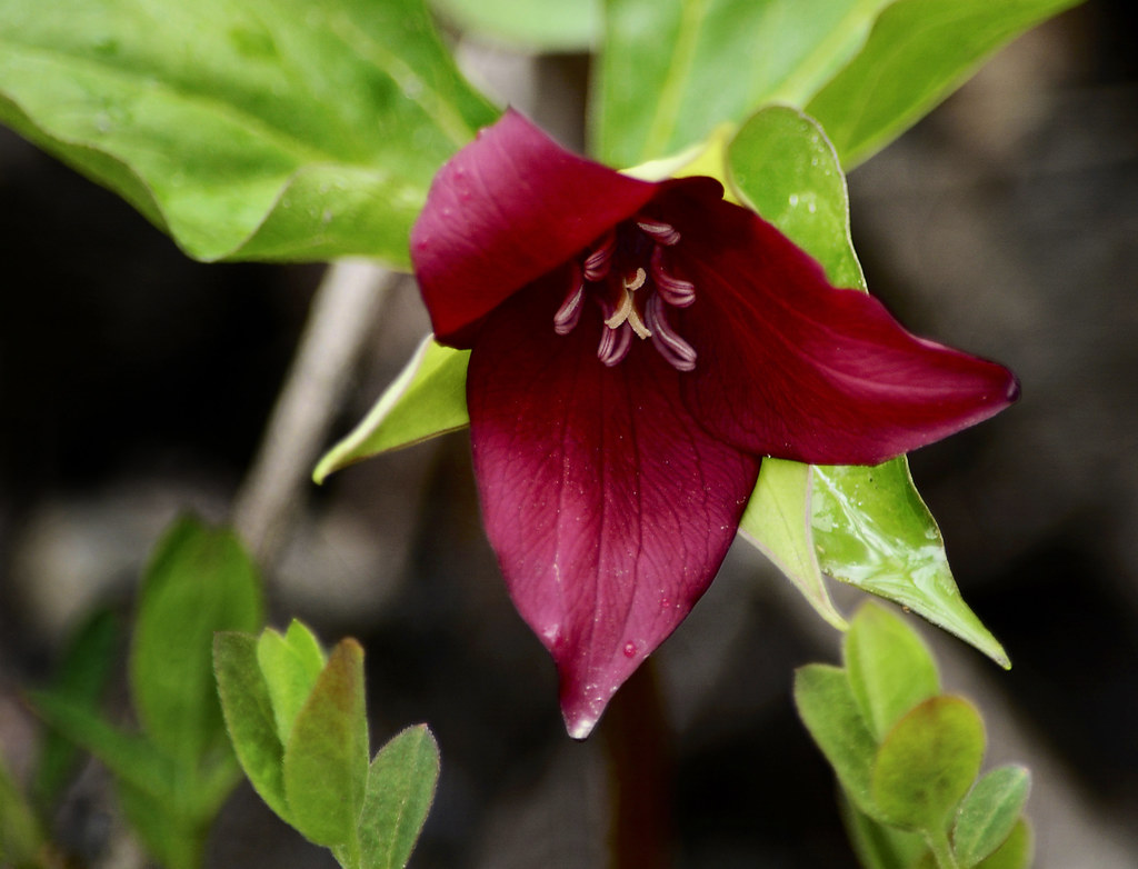 Millions of trilliums Trillium erectum, also known as wake… Flickr