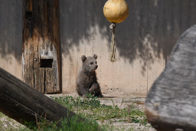 🐘 Zoo Heidelberg 1️⃣ 3.5.´21 Braunbärbaby Merle 🐻