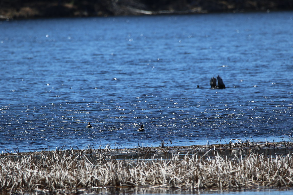 268A0434 Up North Lac Du Flambeau, WI Lake Of the Torches … Flickr