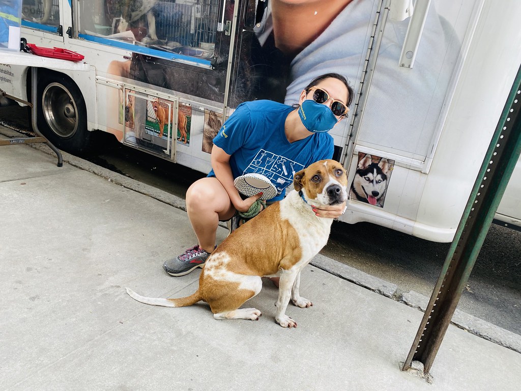 New York Dog Walking with Sean Casey Animal Rescue Flickr