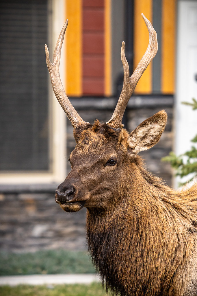 Urban Bull Elk Marco Delesalle Flickr