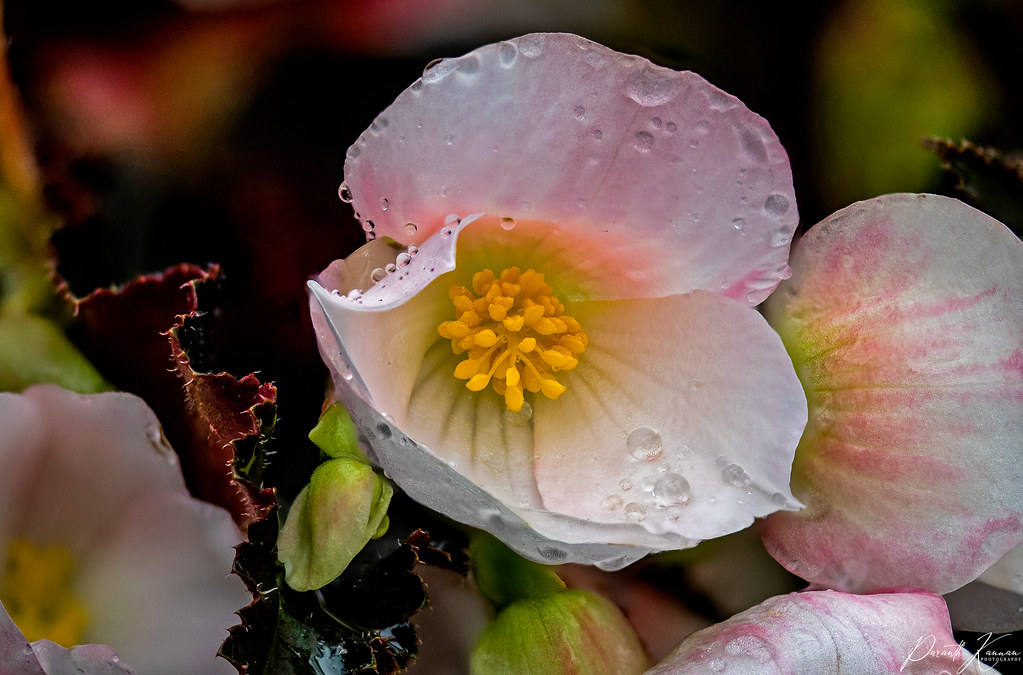 Begonia Cocktail 'Whiskey' Paranth Kannan Flickr
