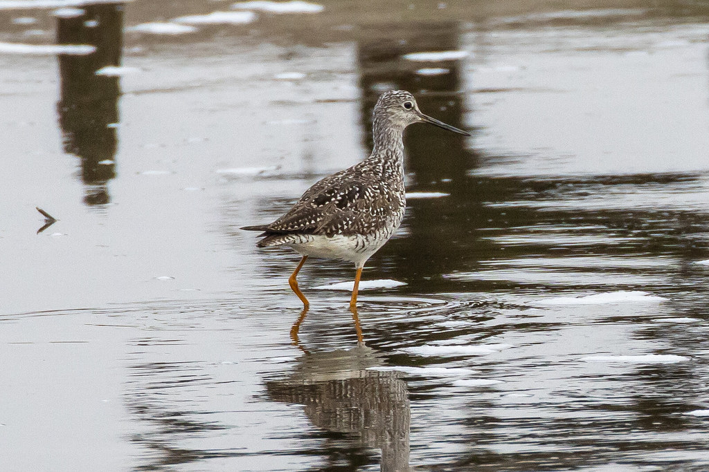 542021 Lincoln Park (Jersey City) Flickr