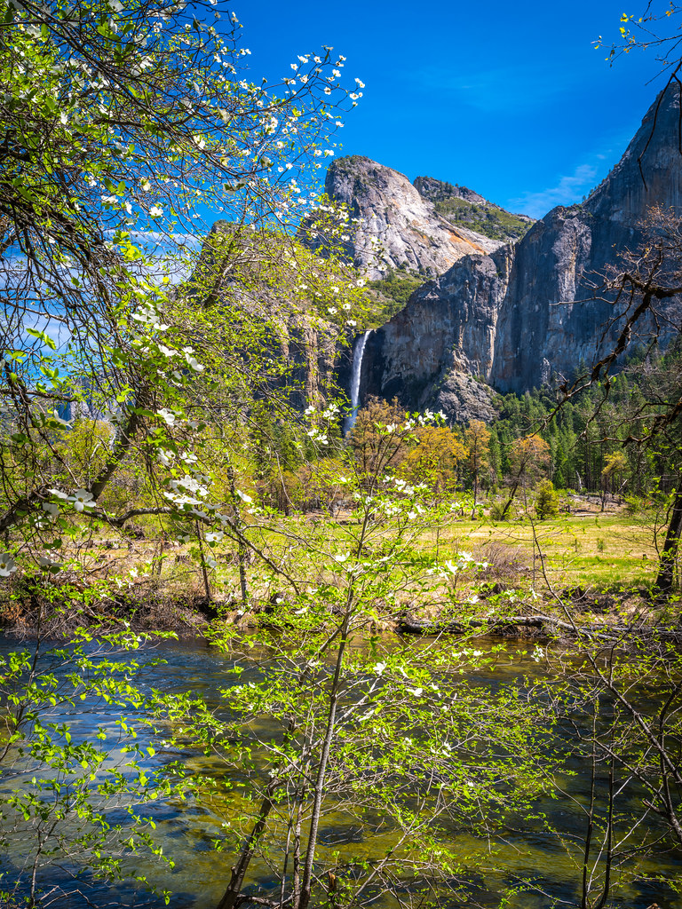 Yosemite National Park Spring Wildflowers & Waterfalls 45EPIC Elliot McGucken Fuji GFX100 Fine