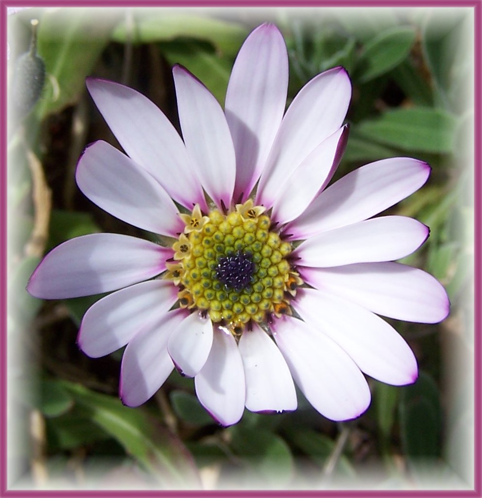 African Daisy Eastlands Stafford UK 4th May 2014 Bits On Twigs Flickr