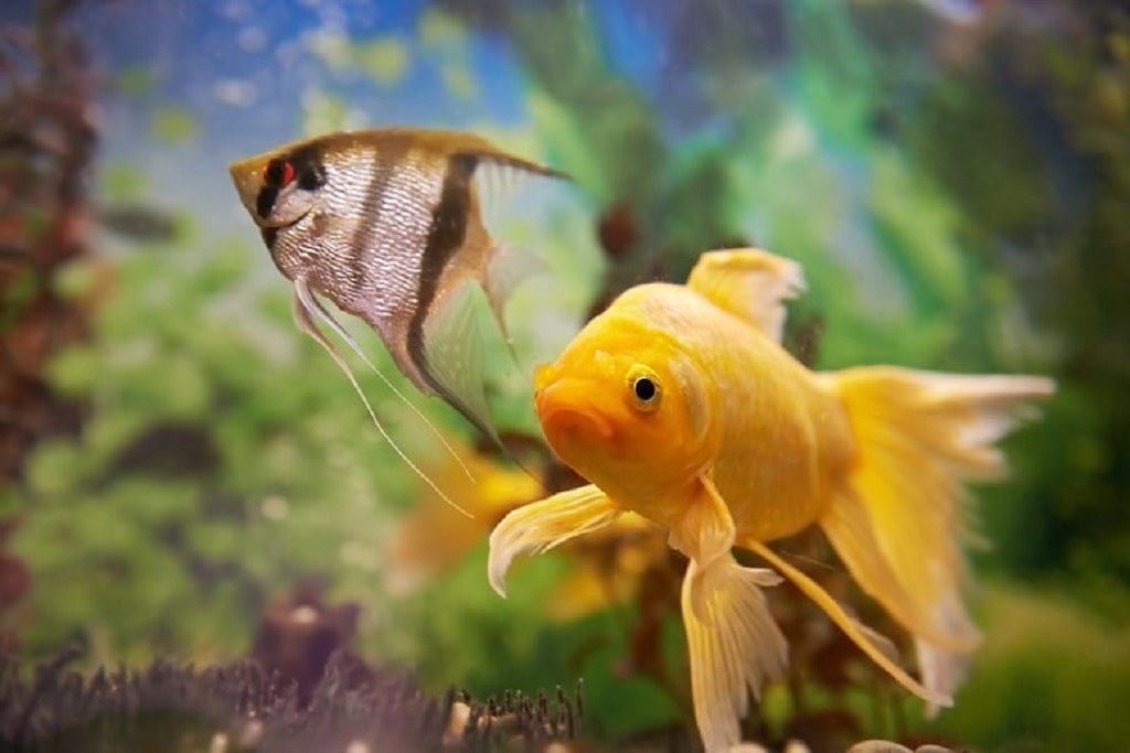 Best Tropical Fish Food Detailed Reviews & Buying Guide Flickr