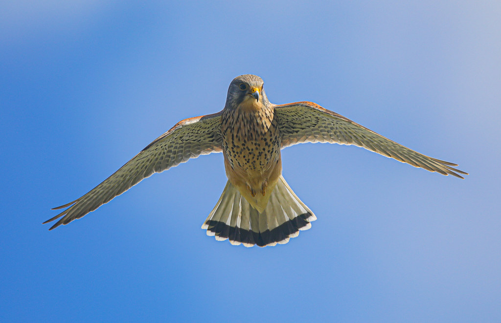 0O4A1526 Jeff Sykes Flickr