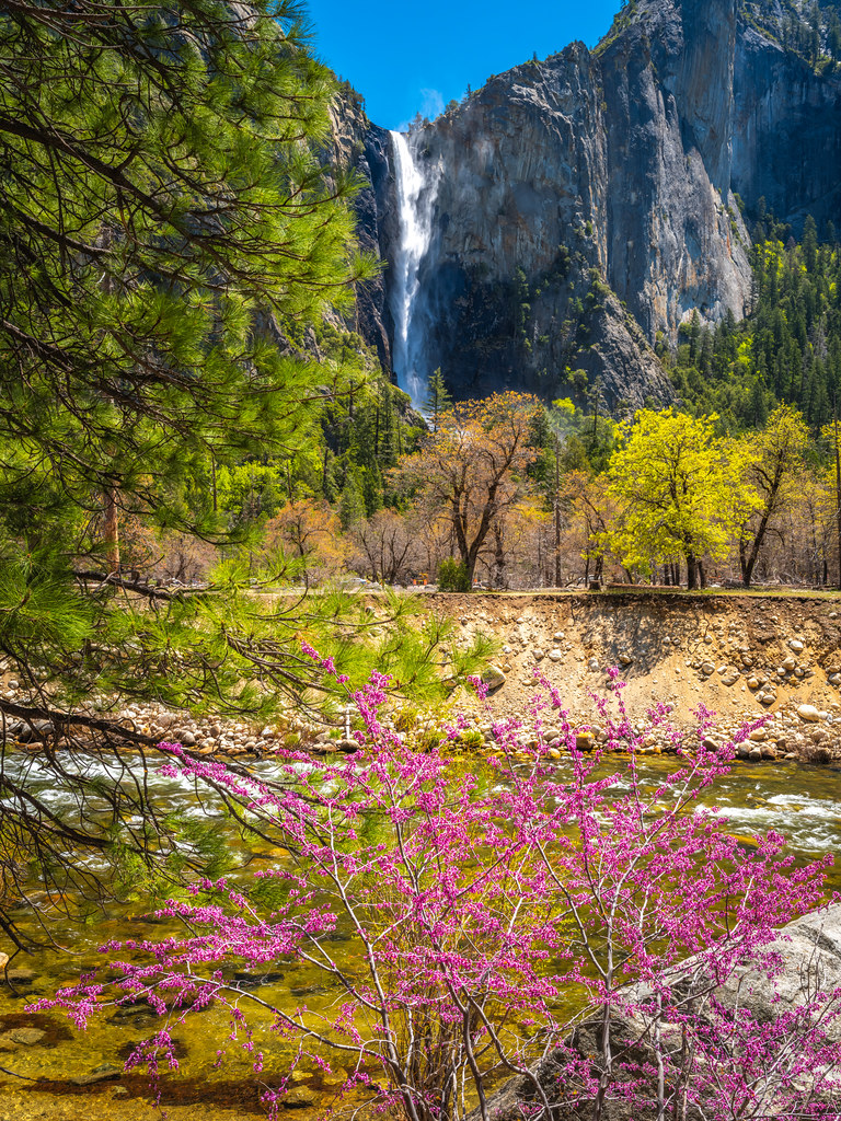 Bridalveil Fall Wildflowers Superbloom Yosemite National Park Spring