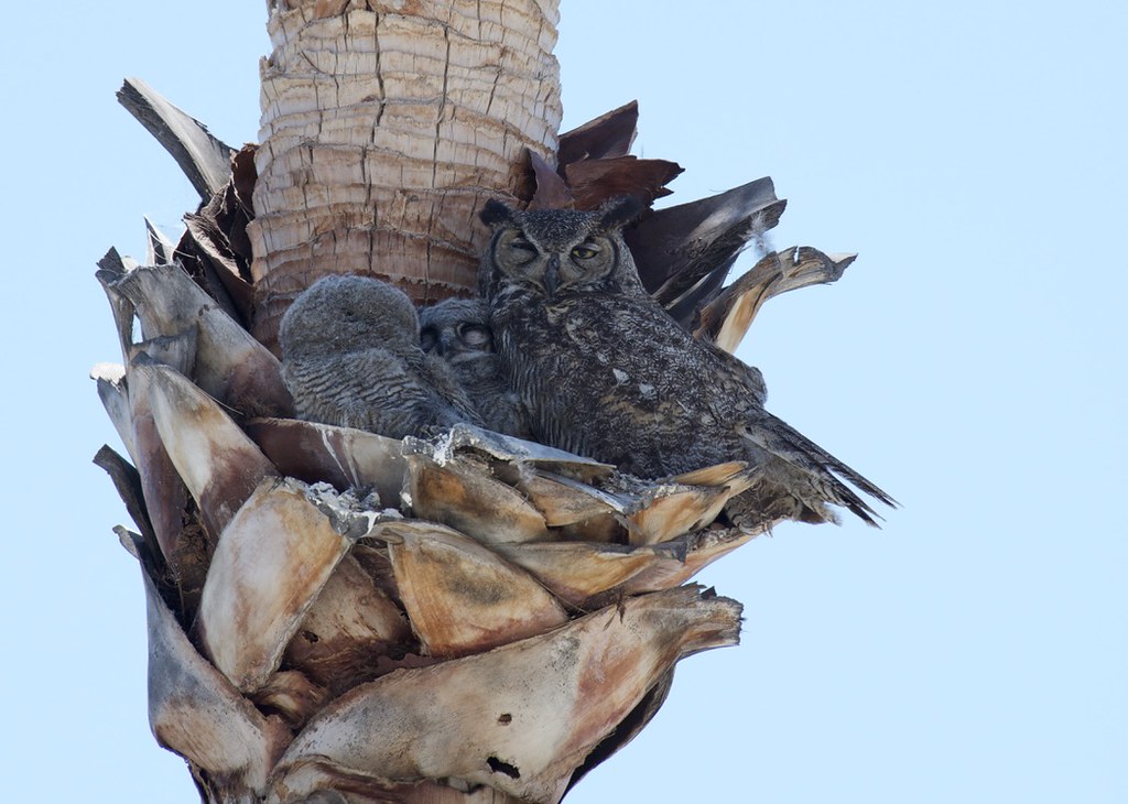 Los Angeles owls California great horned owls (Bubo virgin… Flickr
