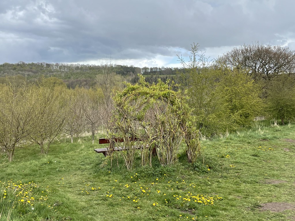 Willow Arbour, Durham Low Burnhall Woods Rory Harvey Flickr