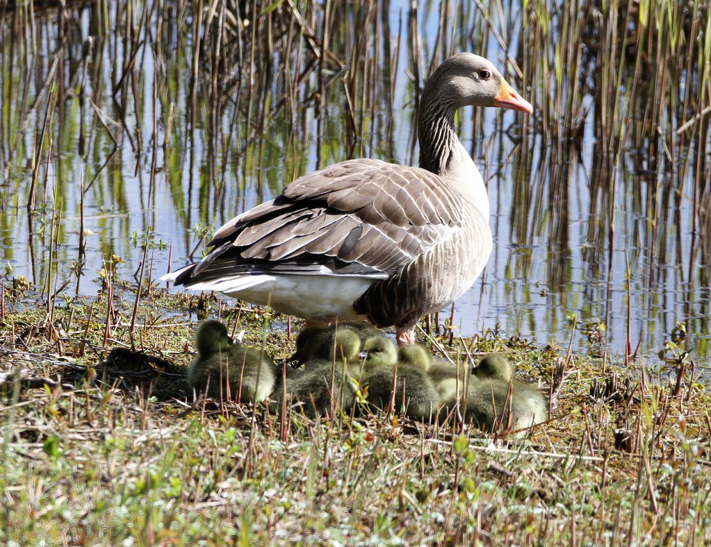 Greylag Goose and goslings Gravel Pits Kirkby 5 May 21 Flickr