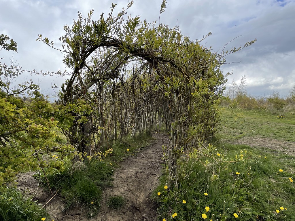 Willow Tunnel, Durham Low Burnhall Woods Rory Harvey Flickr