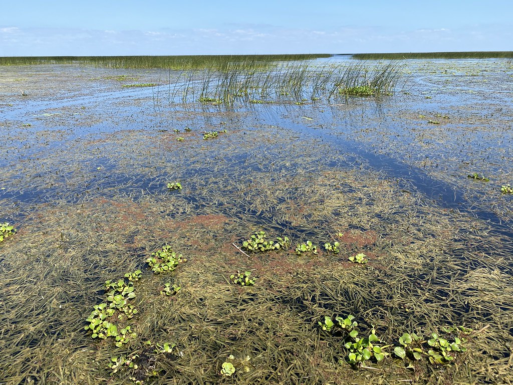 Invasive plant removal on Lake Okeechobee 40 The Florida F… Flickr
