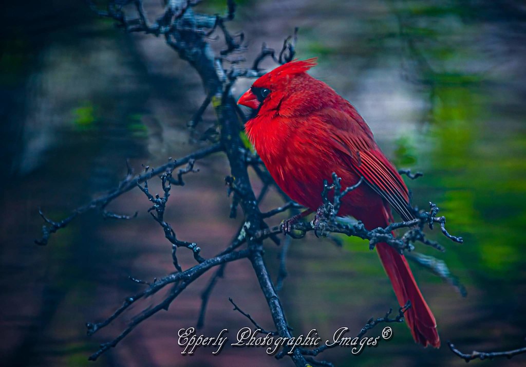 FB_IMG_1618804961997 Tim Epperly Flickr