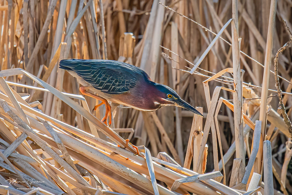 Héron vert Green Héron DSC2264Mod.jpg Marina Germain Flickr