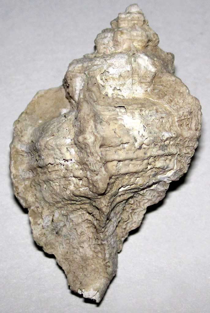 Pterorhytis conradi (fossil snail) (Croatan Formation, Lower