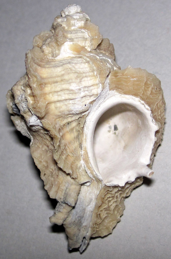 Pterorhytis conradi (fossil snail) (Croatan Formation, Lower
