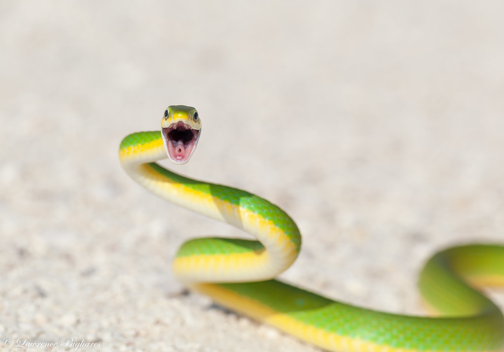 Rough green snake Florida Rough green snakes are harmles… Flickr