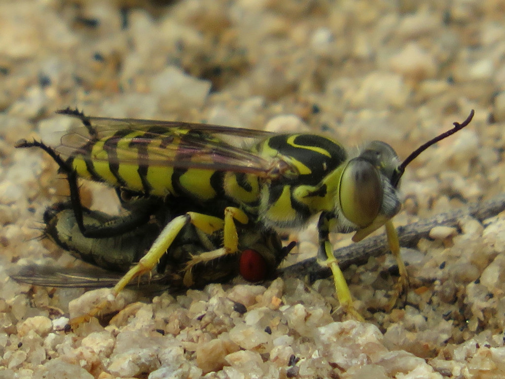 sand wasp with fly kill aneesh pandian Flickr