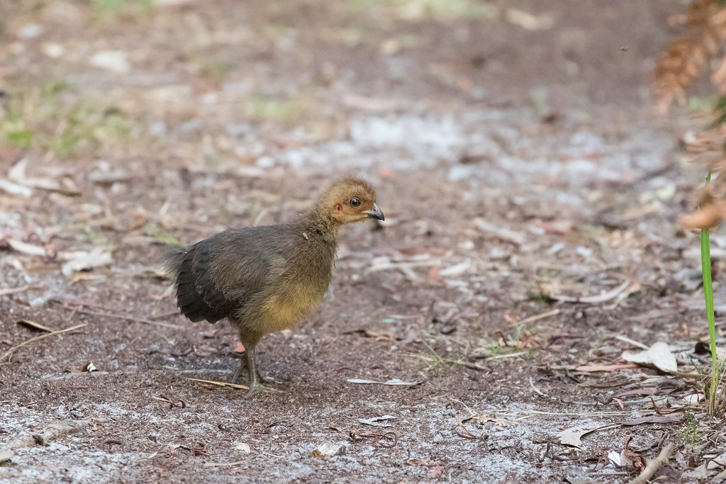 Australian Brush Turkey (juvenile) Probably only a few day… Flickr