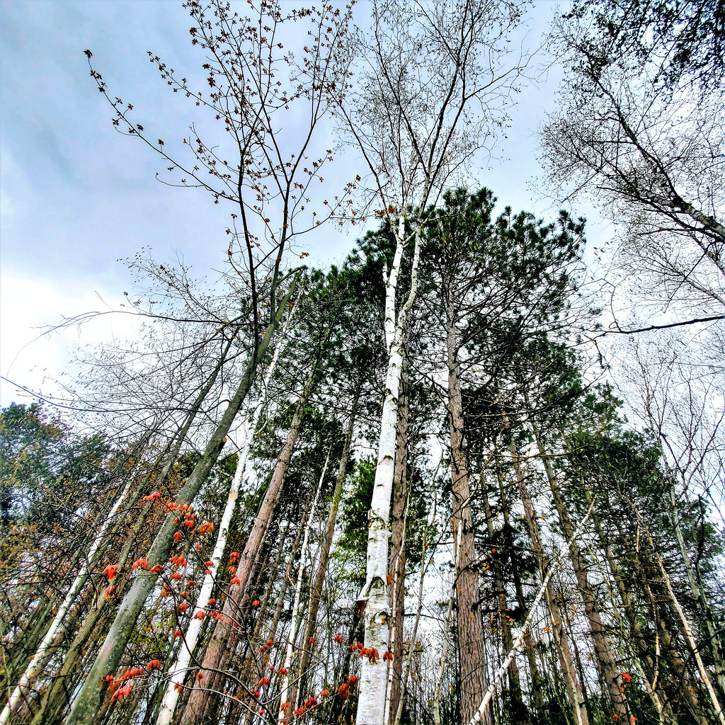 Birch trees Pinhey Forest; Nepean; Ottawa, Ontario. Will Flickr