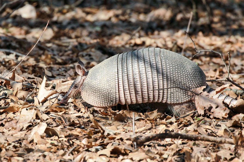 Arkansas Armadillo Far away from any roads, this armadillo… Flickr