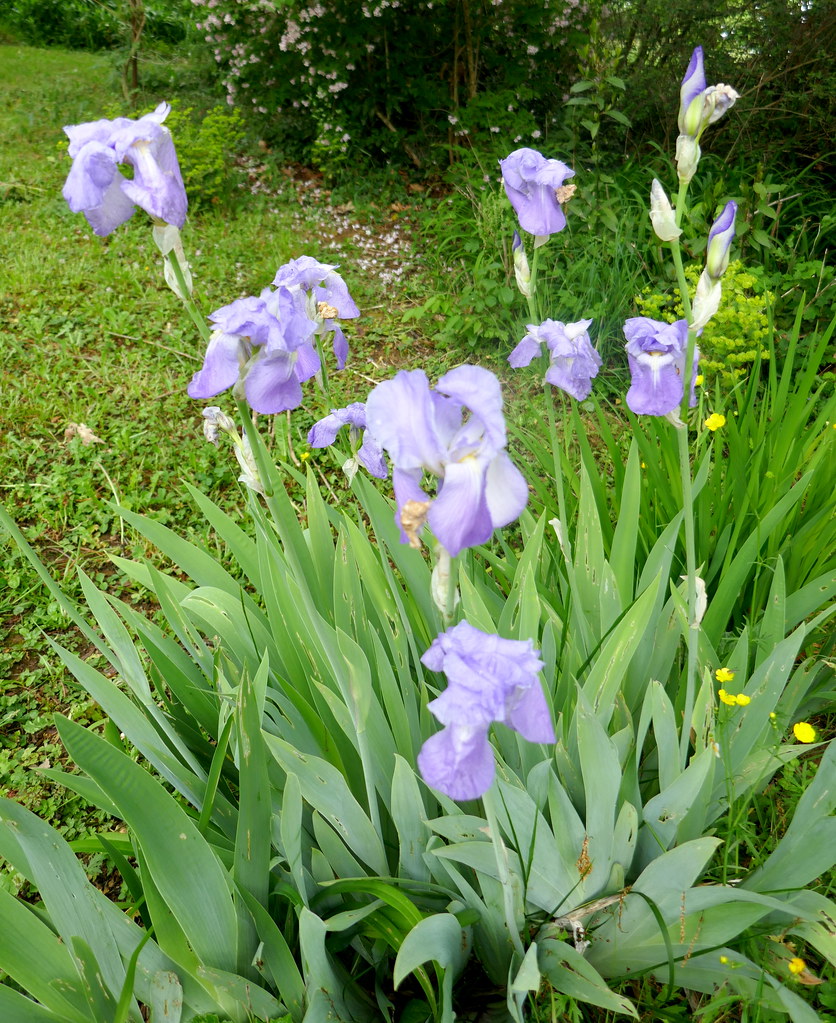 Au jardin, bouquet d'iris (Iris germanica), Bosdarros, Béa… Flickr