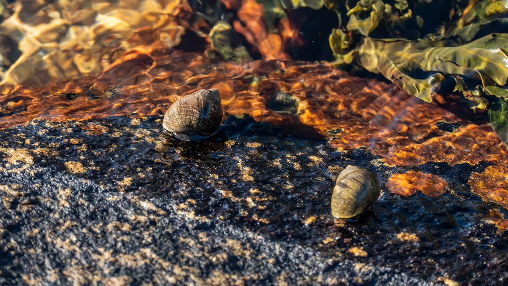 Common periwinkles in Holländaröd Common periwinkles in Ho… Flickr